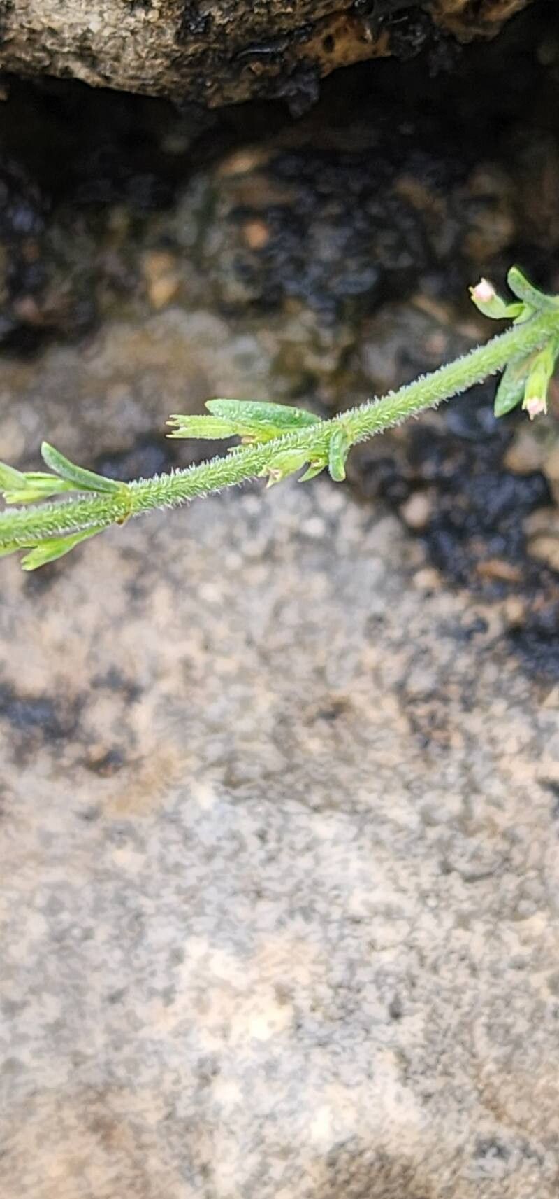 Micromeria persica fruit