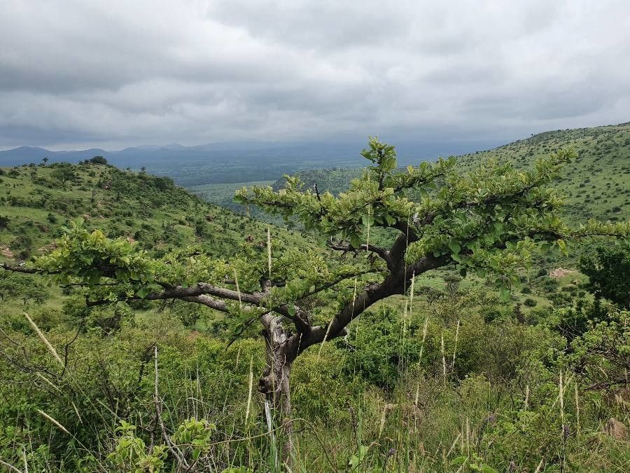 Lannea triphylla habit