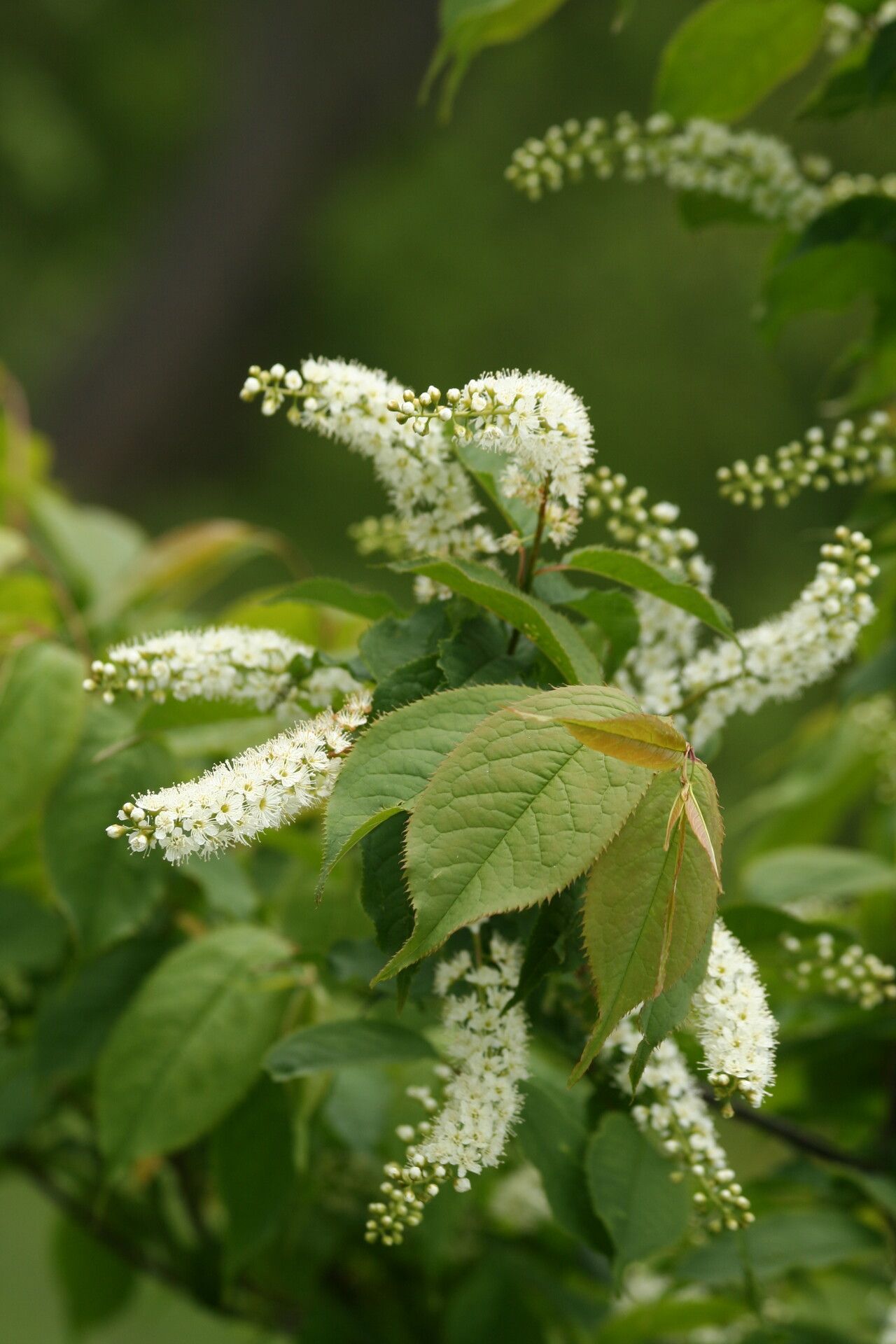 Prunus grayana — houseplant care guide