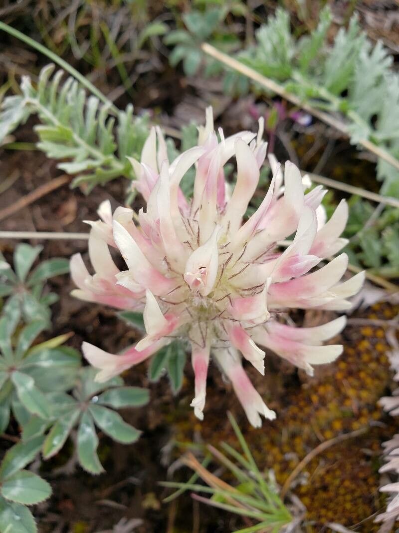Trifolium macrocephalum flower