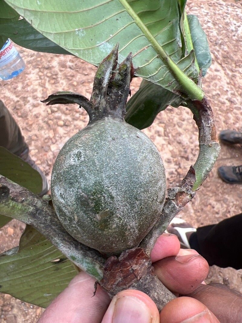 Gardenia imperialis fruit