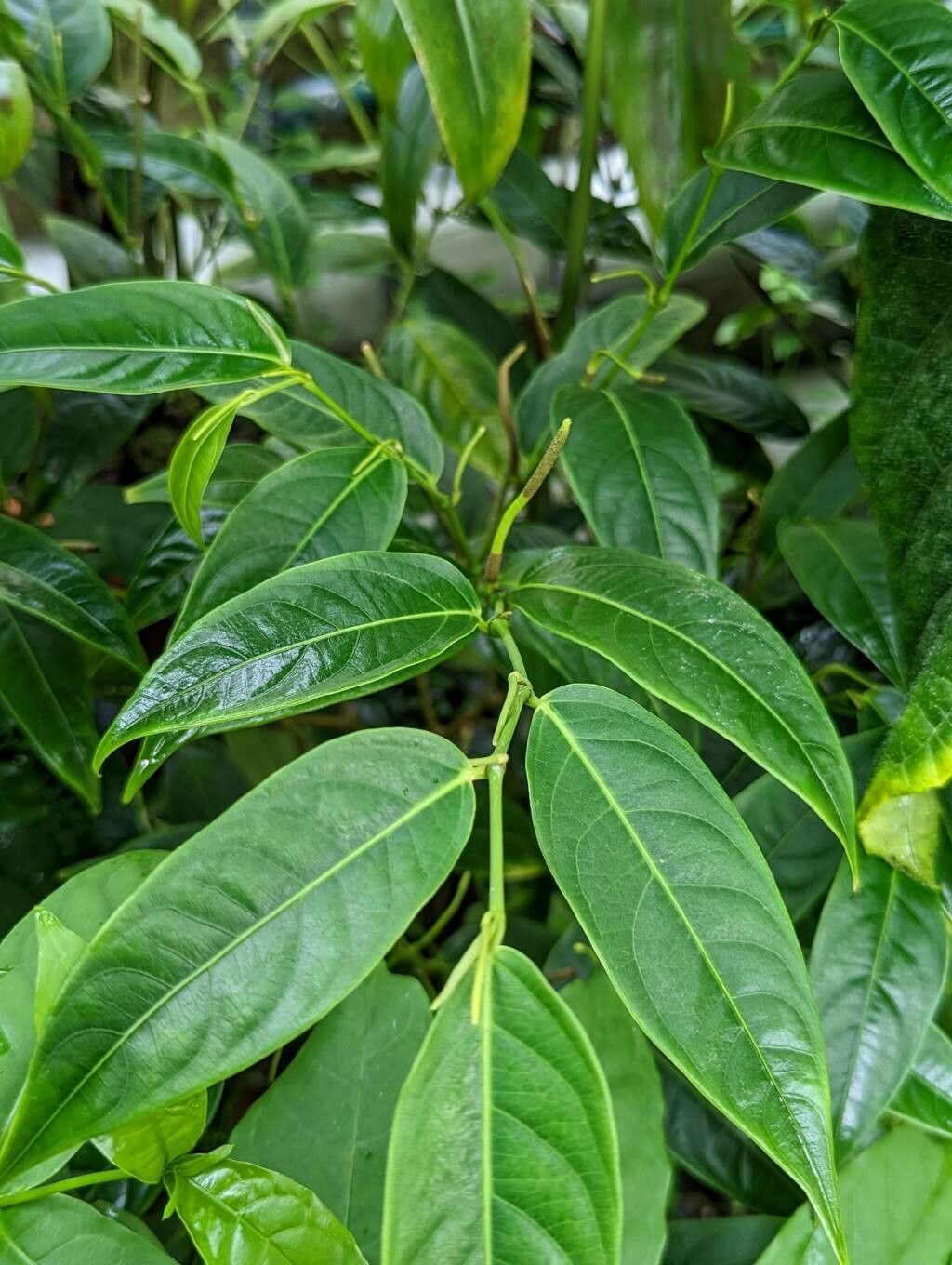 Piper perlasense — houseplant care guide