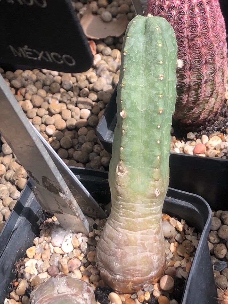 Echinocereus knippelianus — search result for 'Echinocereus'