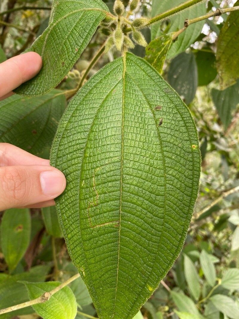 Miconia dentata — search result for 'Miconia'