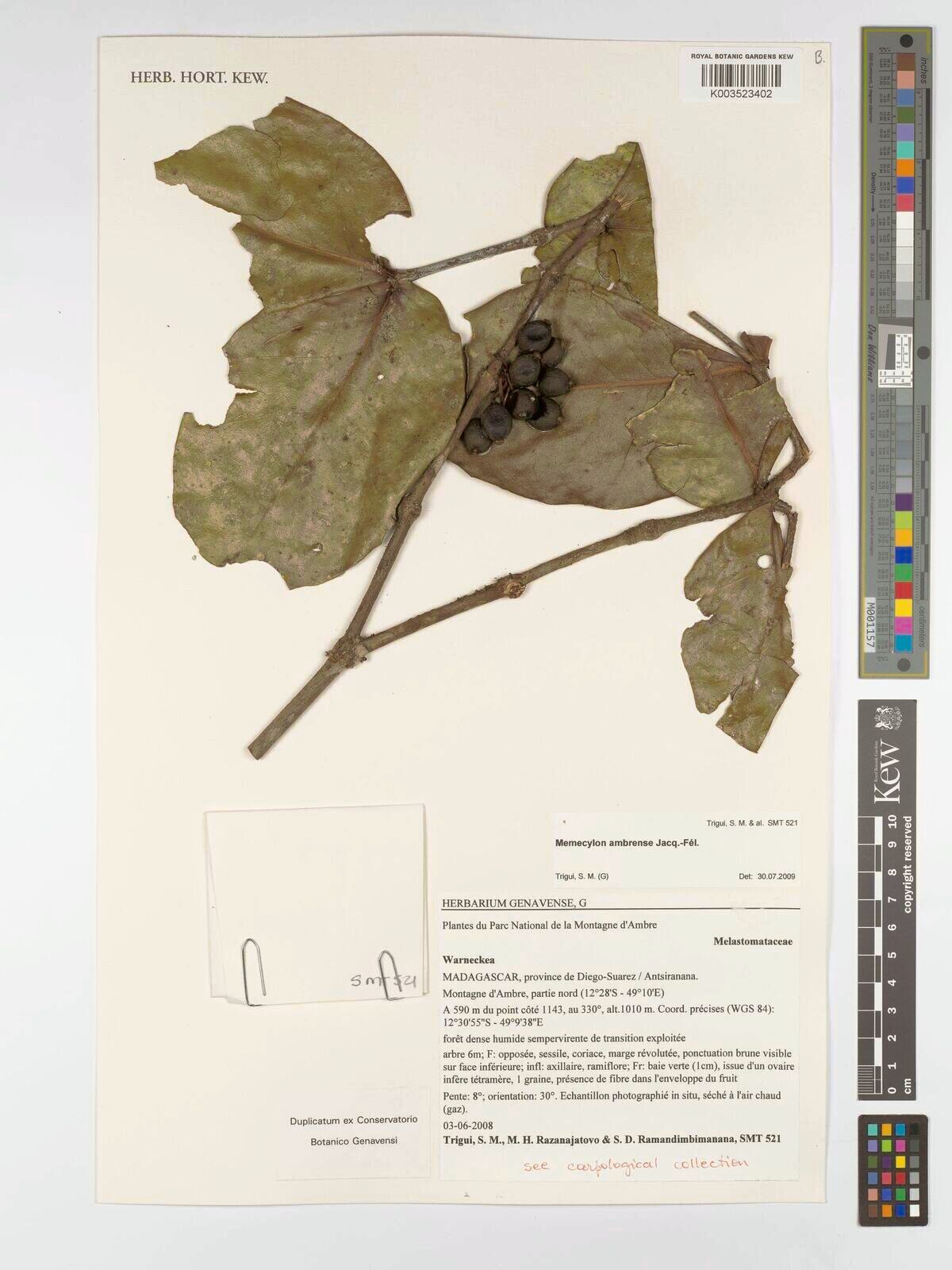 Memecylon ambrense — search result for 'Memecylon'