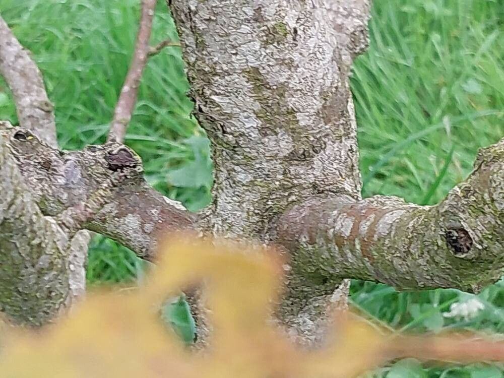 Malus sieversii bark
