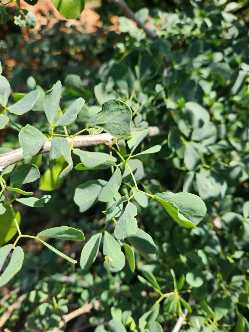 Acacia mellifera — houseplant care guide