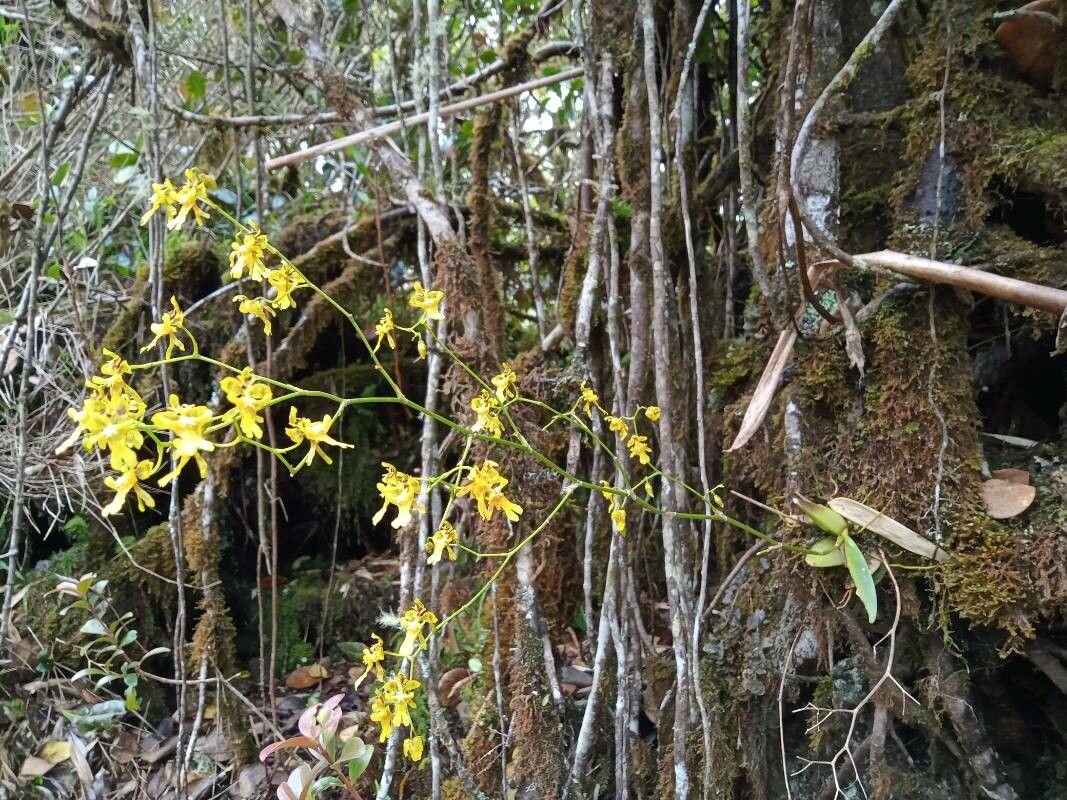 Oncidium ornithorhynchum habit