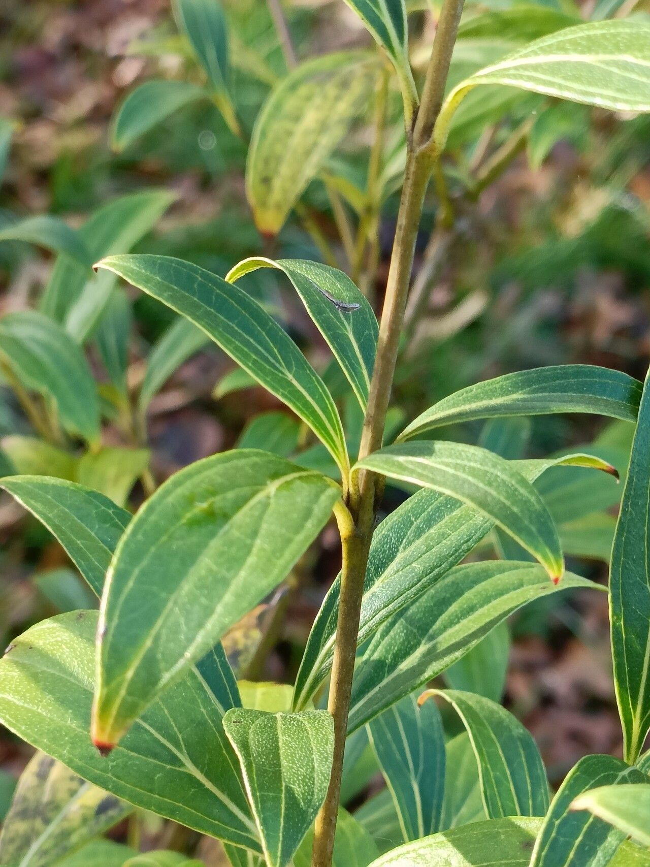 Cornus quinquenervis leaf