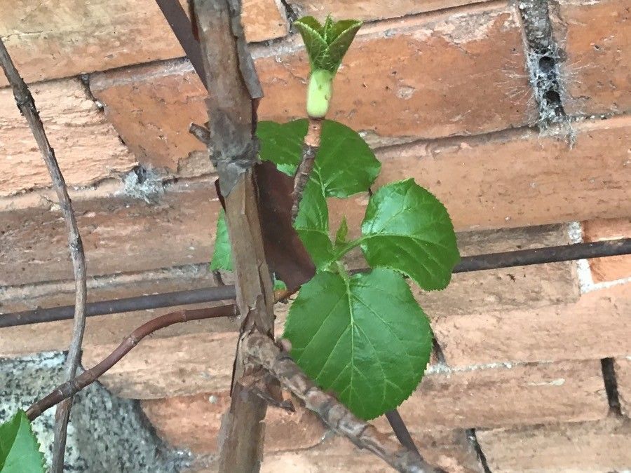 Hydrangea anomala leaf
