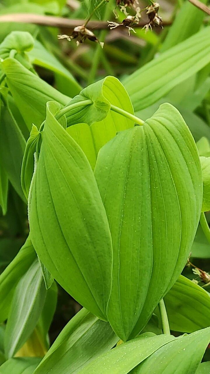 Uvularia grandiflora — related species from the same genus