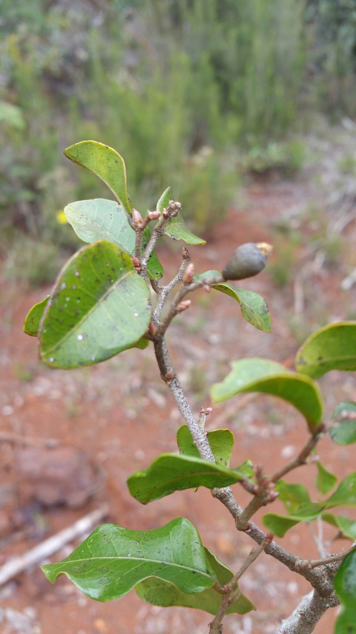 Leptolaena multiflora — houseplant care guide