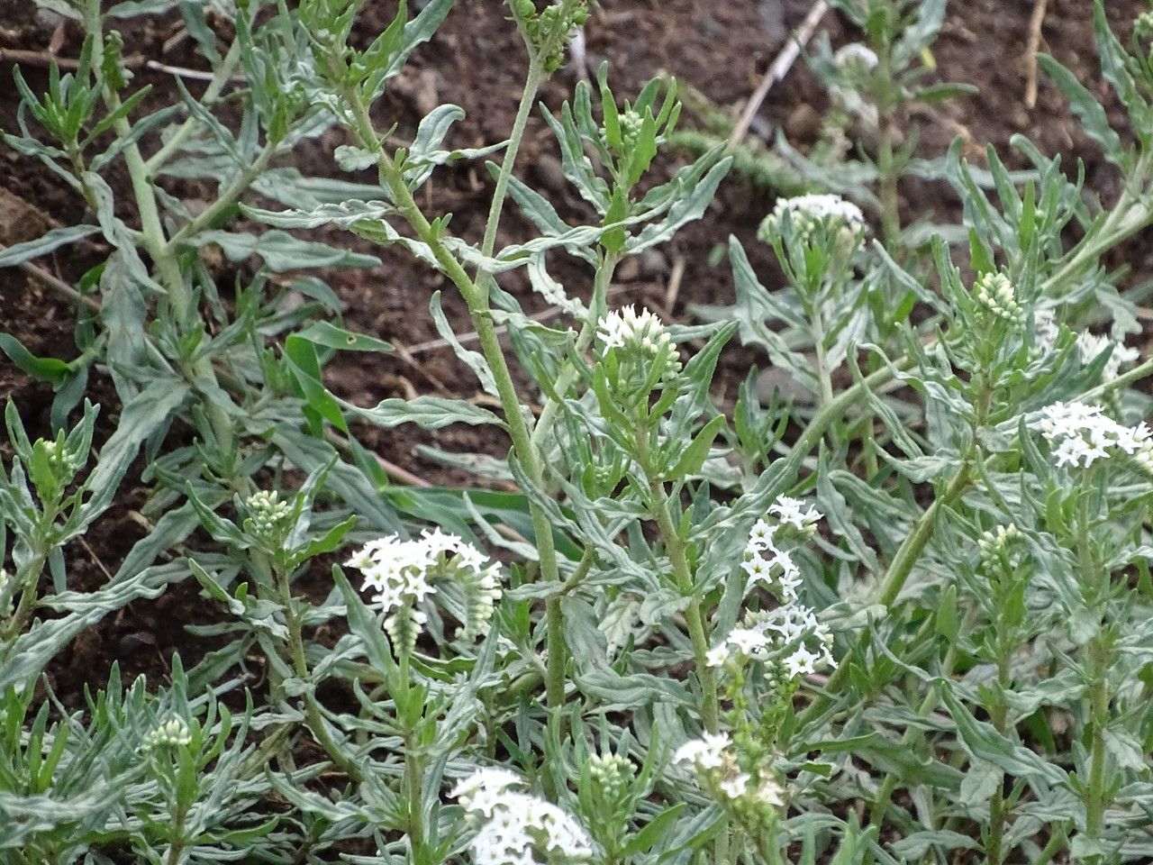 Heliotropium steudneri — search result for 'Namibia'