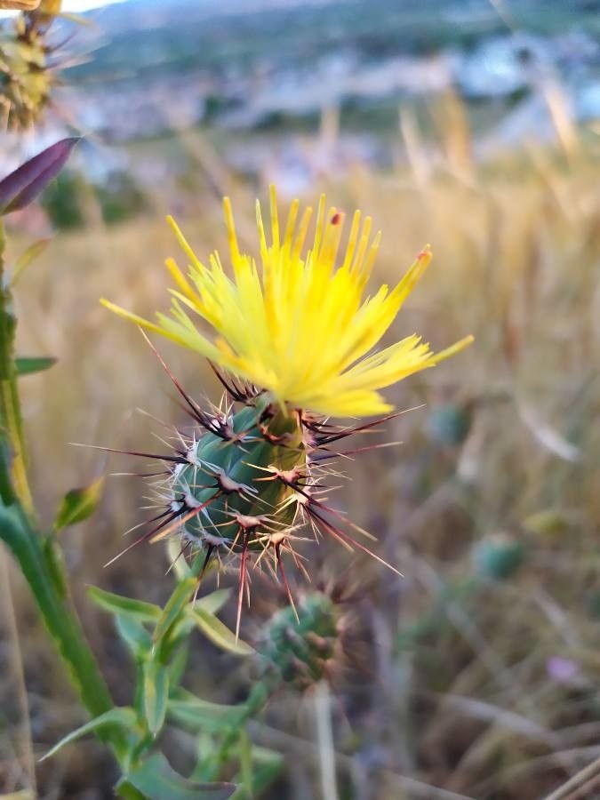 Centaurea maroccana — houseplant care guide