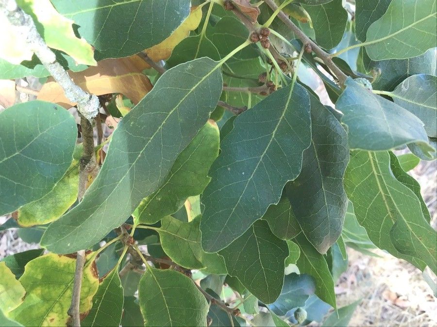 Quercus infectoria — search result for 'Cyprus'