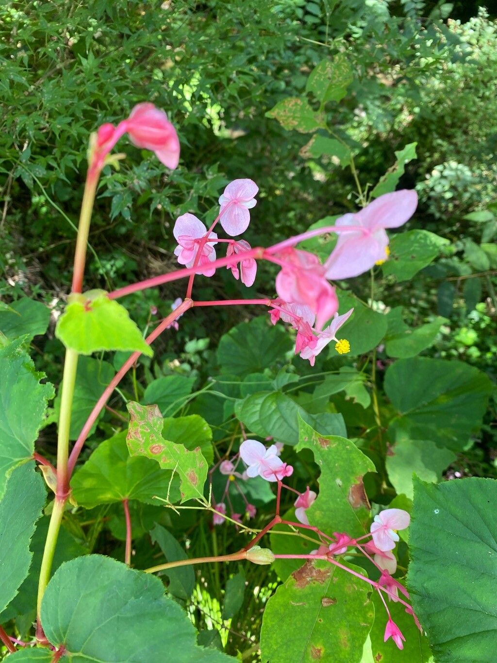 Begonia bracteosa flower