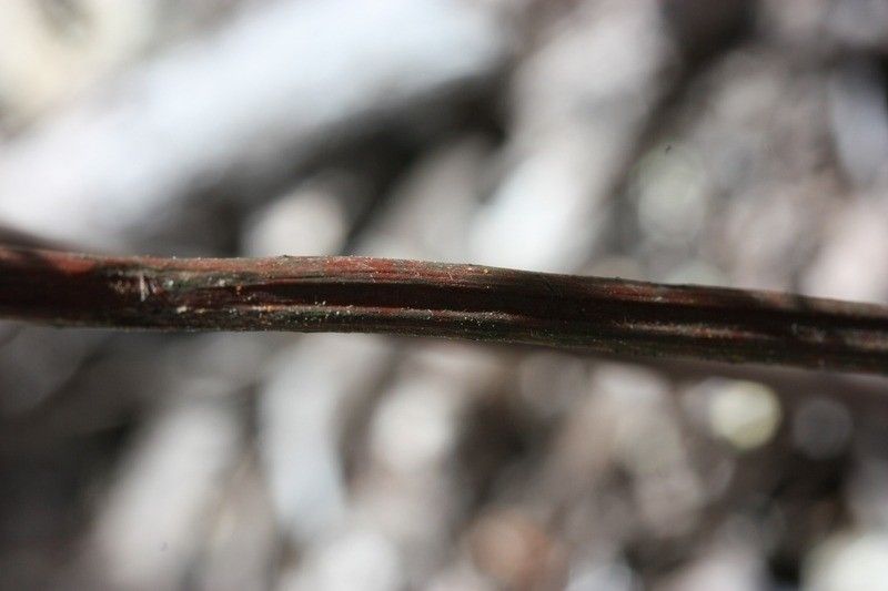 Pellaea quadripinnata bark