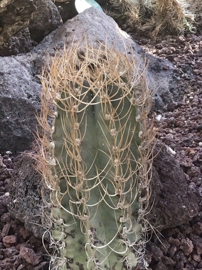 Astrophytum capricorne leaf