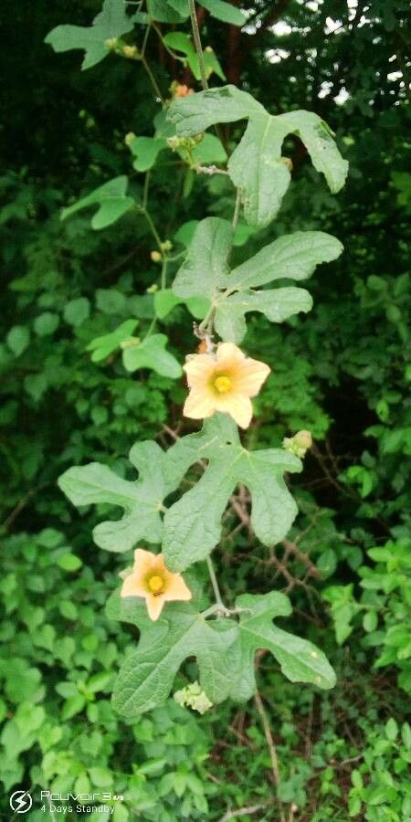 Coccinia adoensis flower