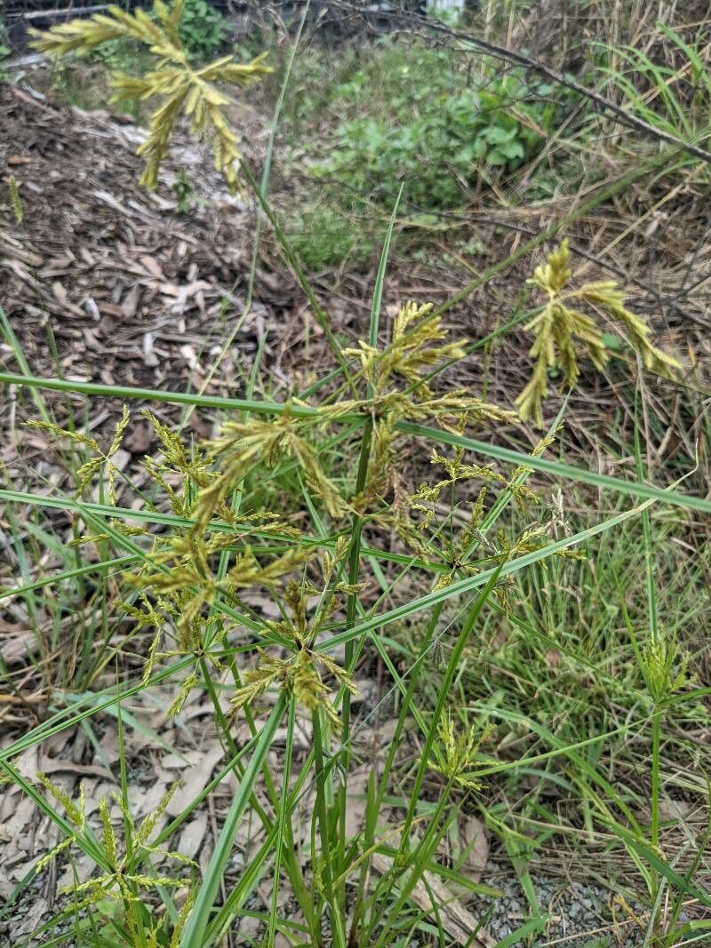 Cyperus microiria flower