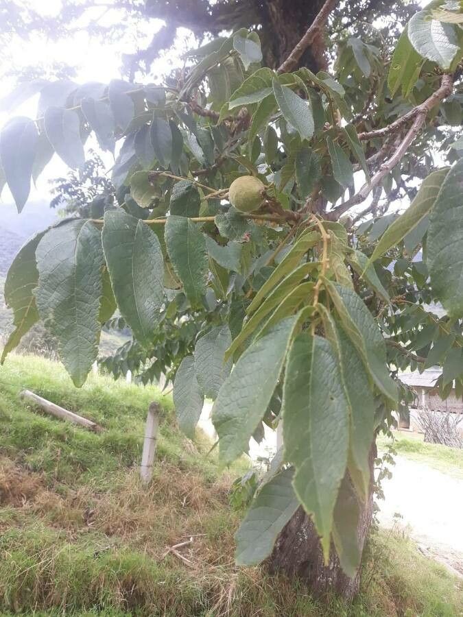 Juglans neotropica — search result for 'Ecuador'