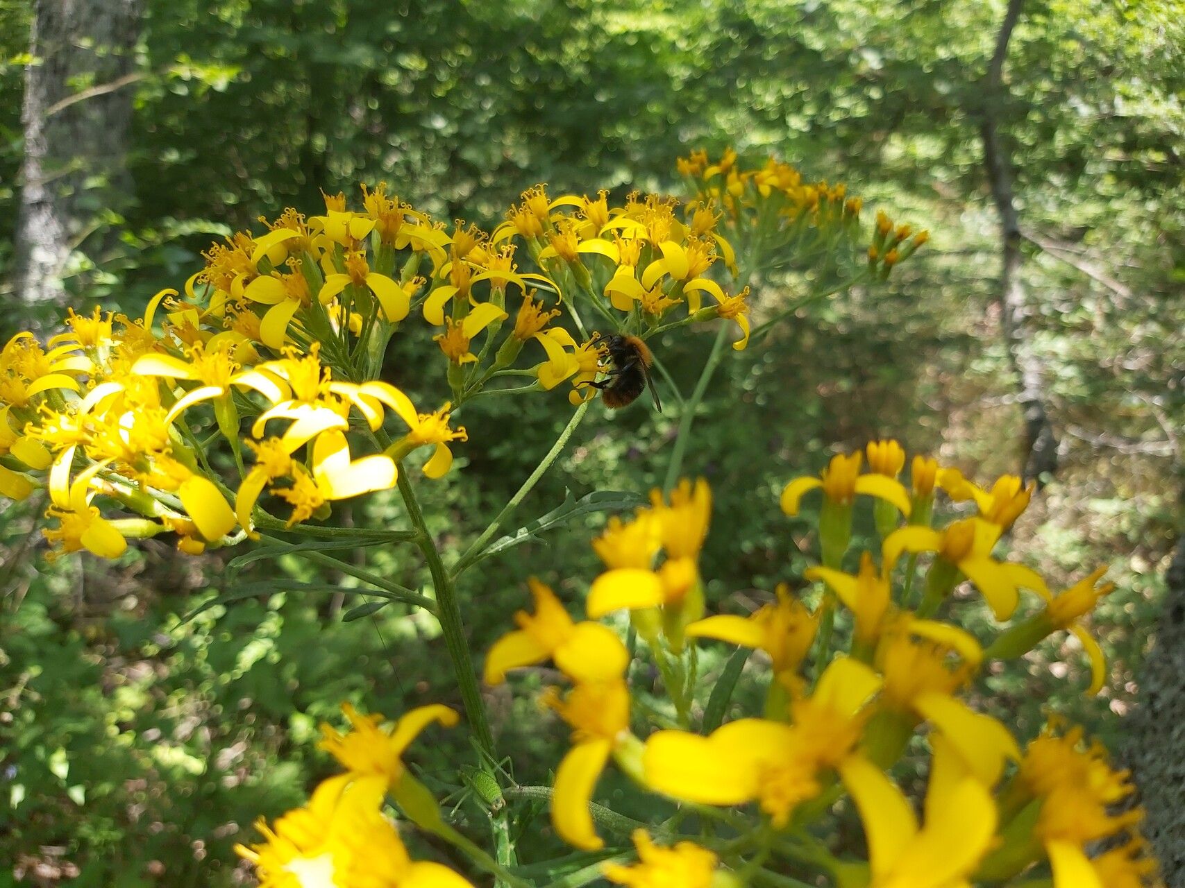Jacobaea othonnae flower