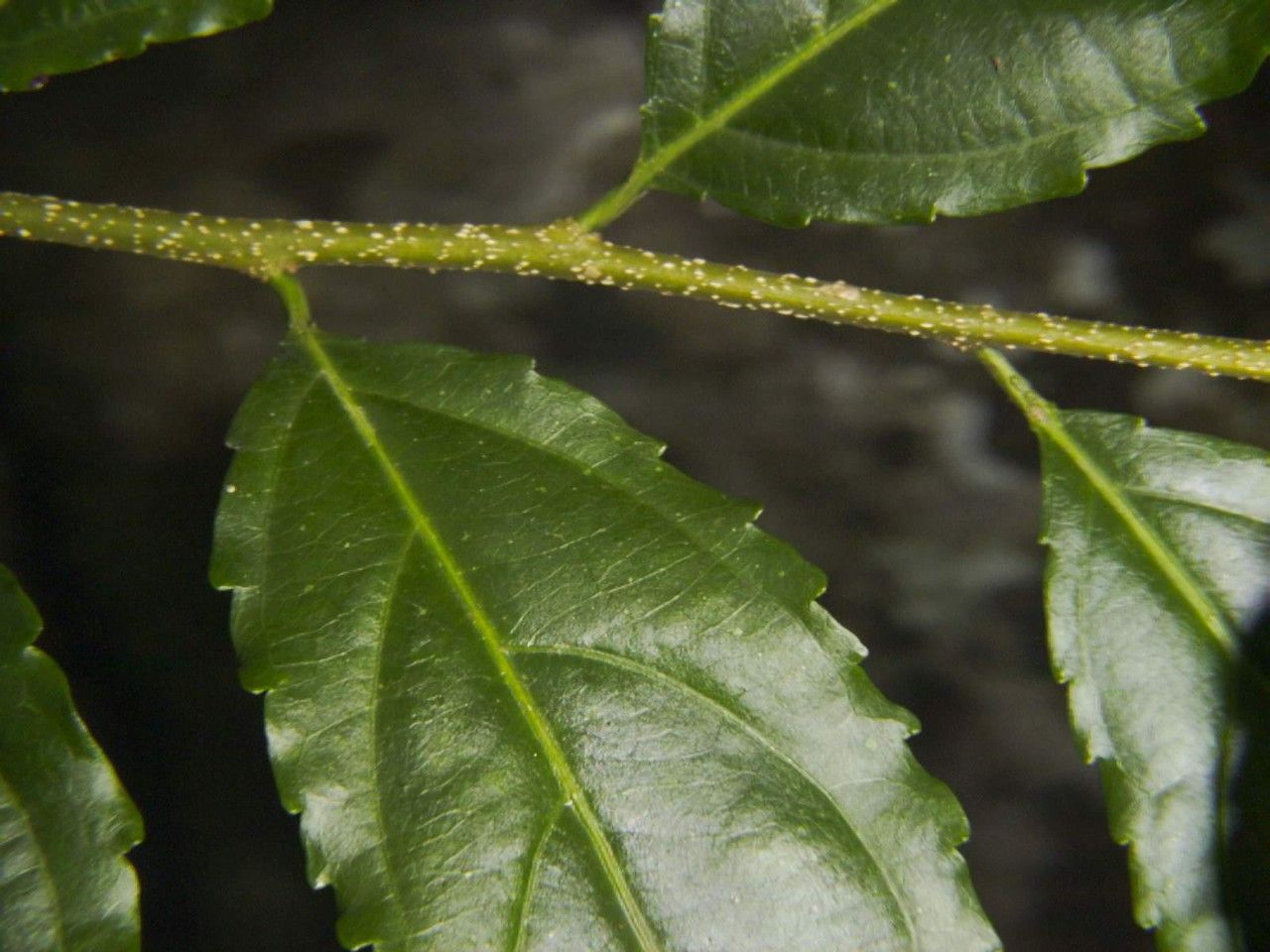 Xylosma chlorantha — search result for 'Xylosma'