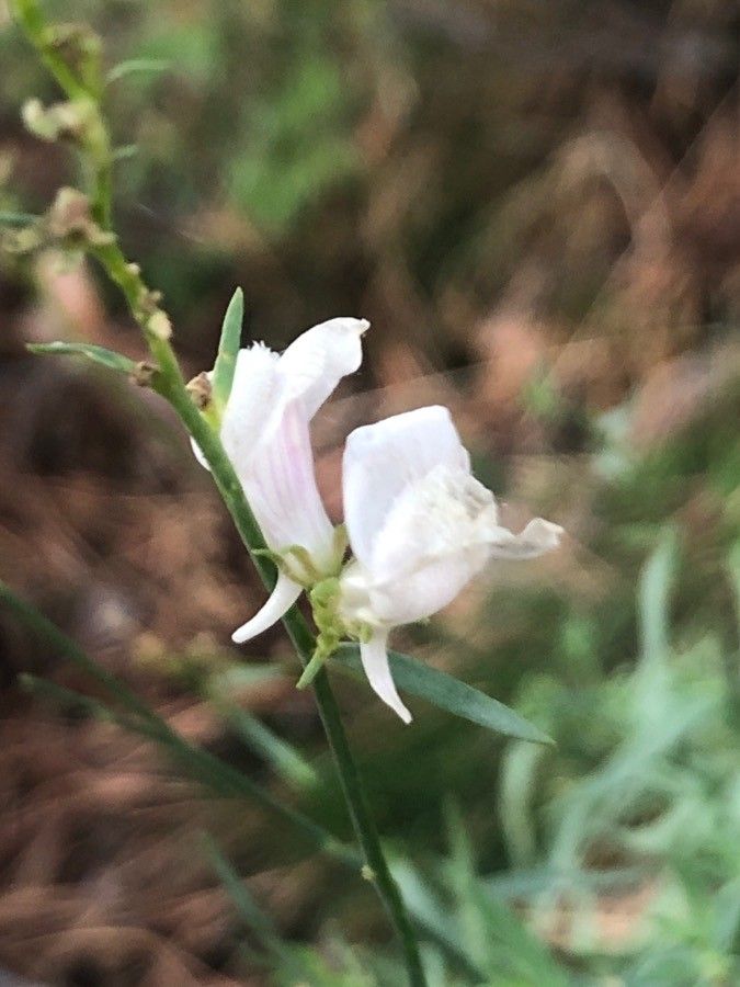 Linaria nivea flower