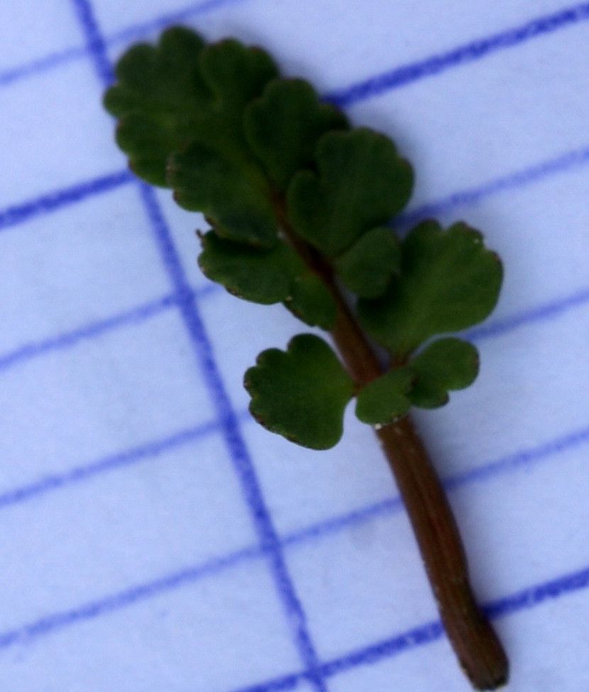 Helosciadium bermejoi — related species from the same genus