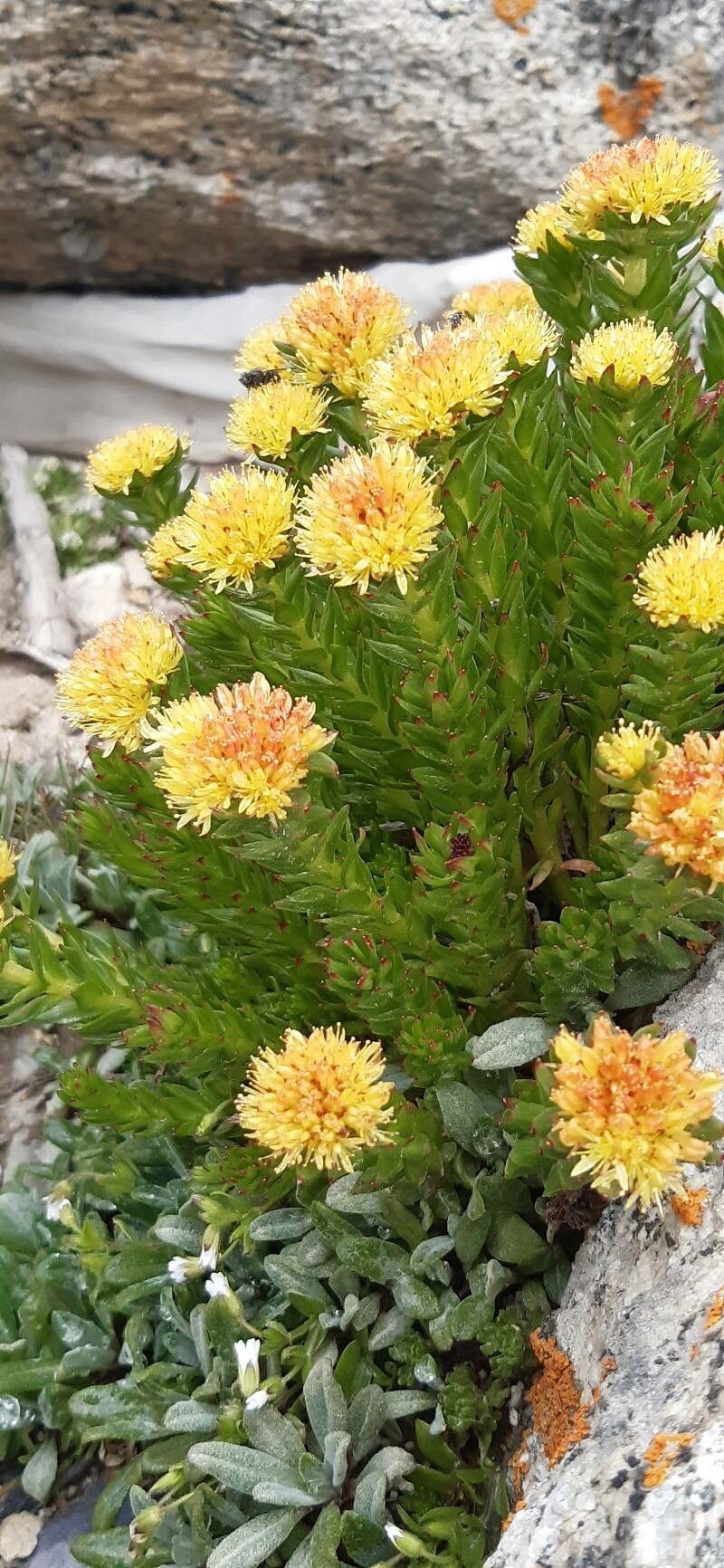 Rhodiola imbricata habit