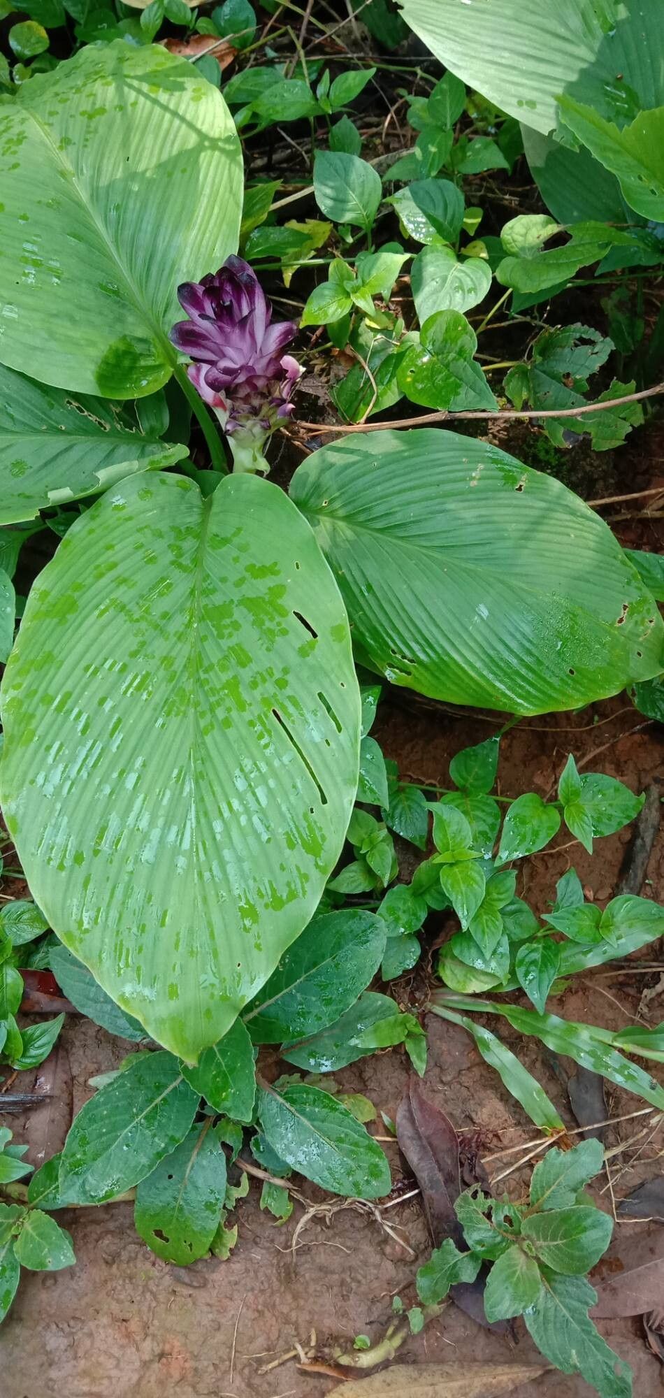 Curcuma decipiens — search result for 'Curcuma'