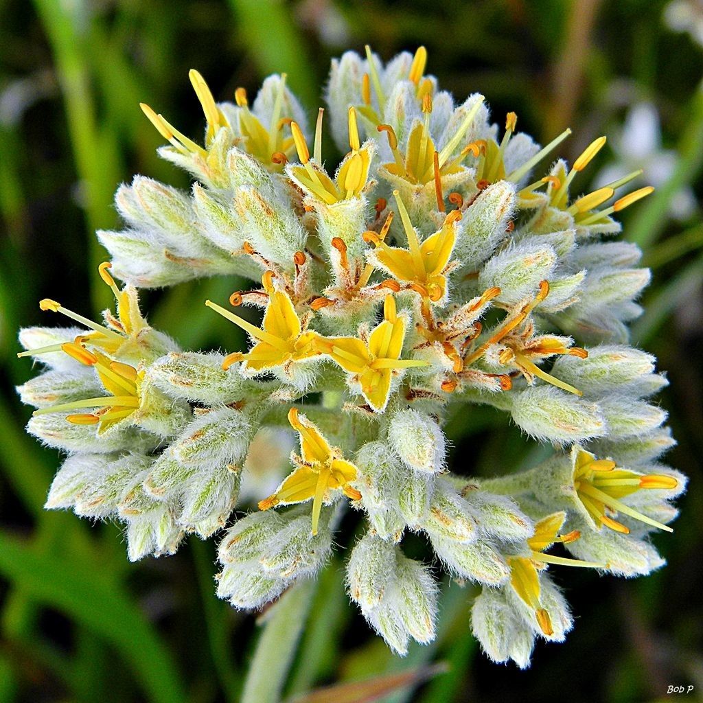 Lachnanthes caroliniana flower