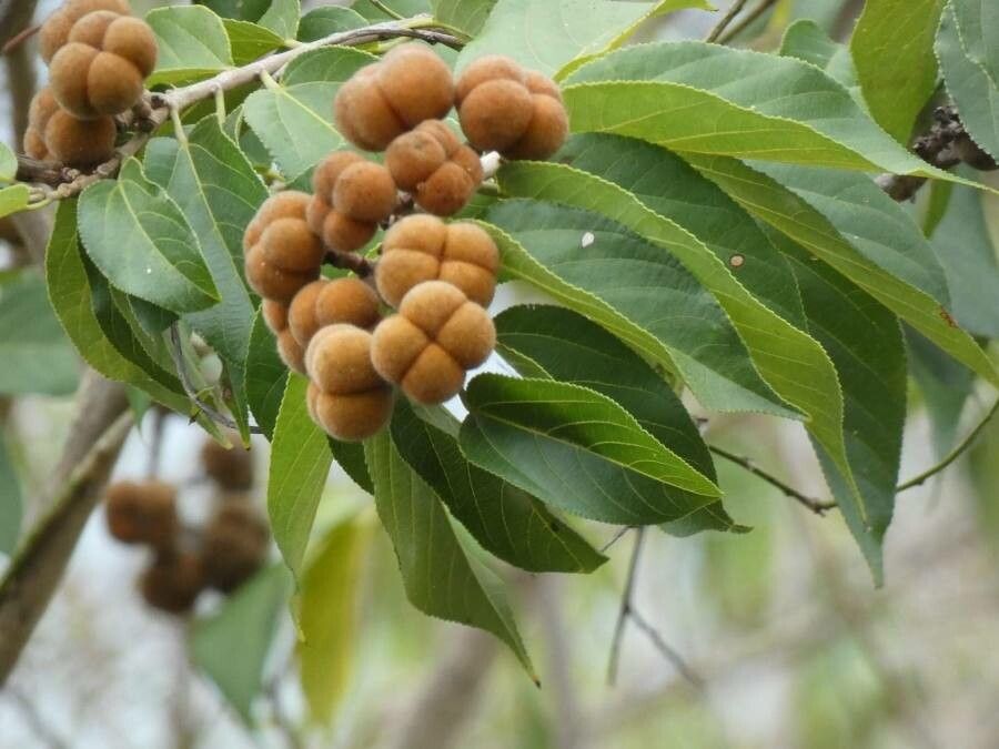 Grewia glandulosa fruit