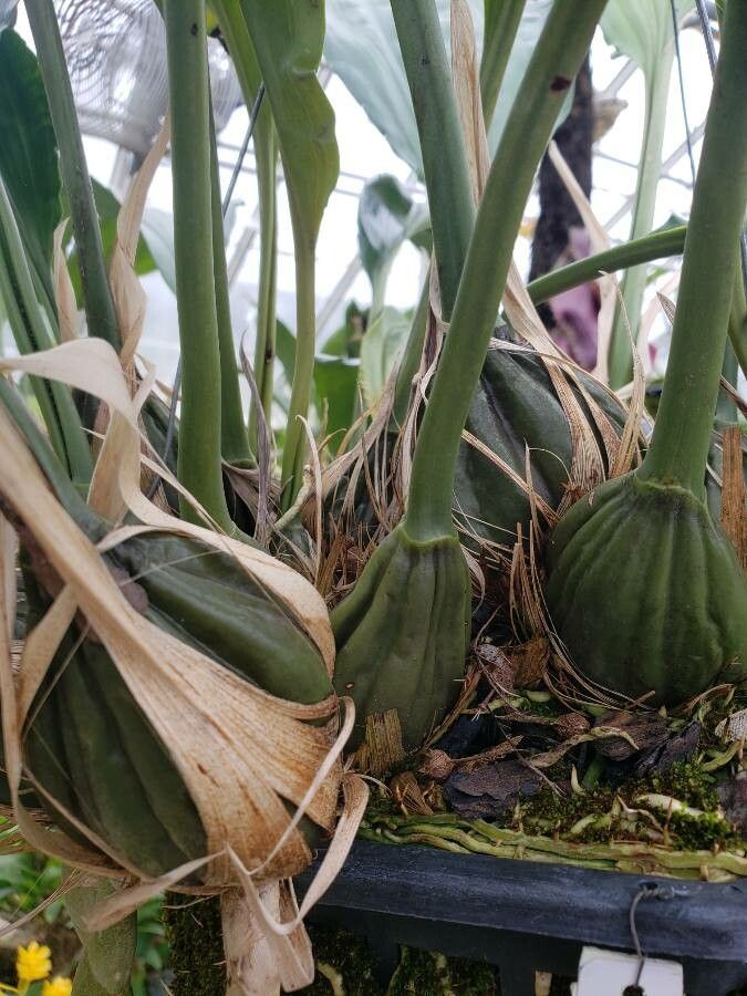Stanhopea frymirei other
