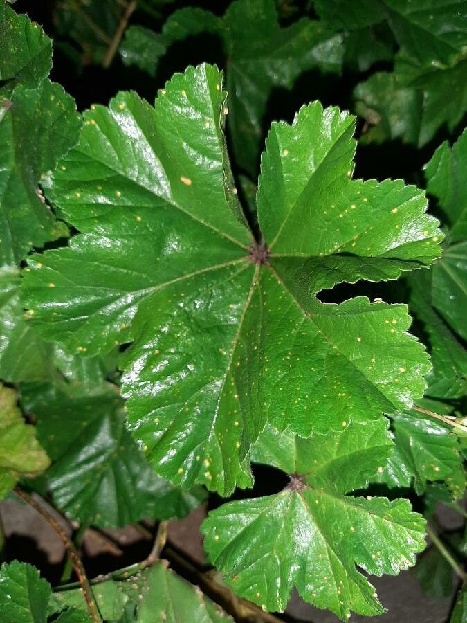 Malva setigera leaf