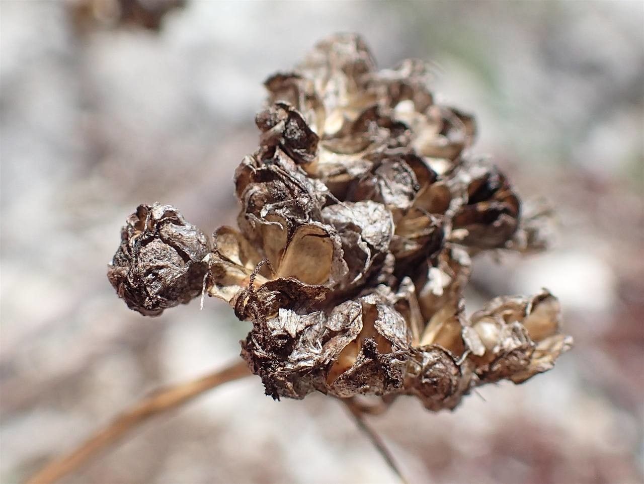 Allium lusitanicum fruit