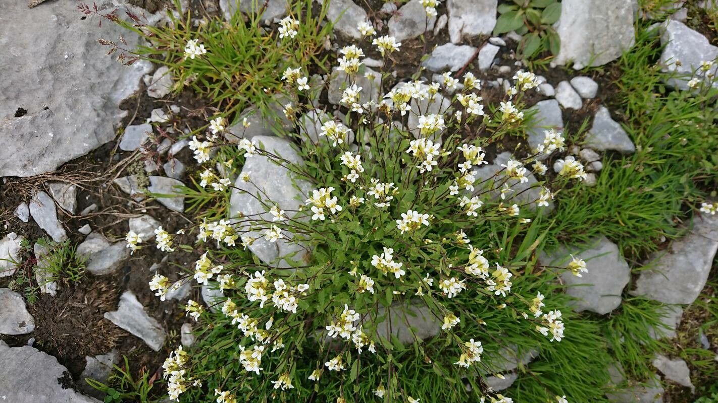 Arabis pumila flower