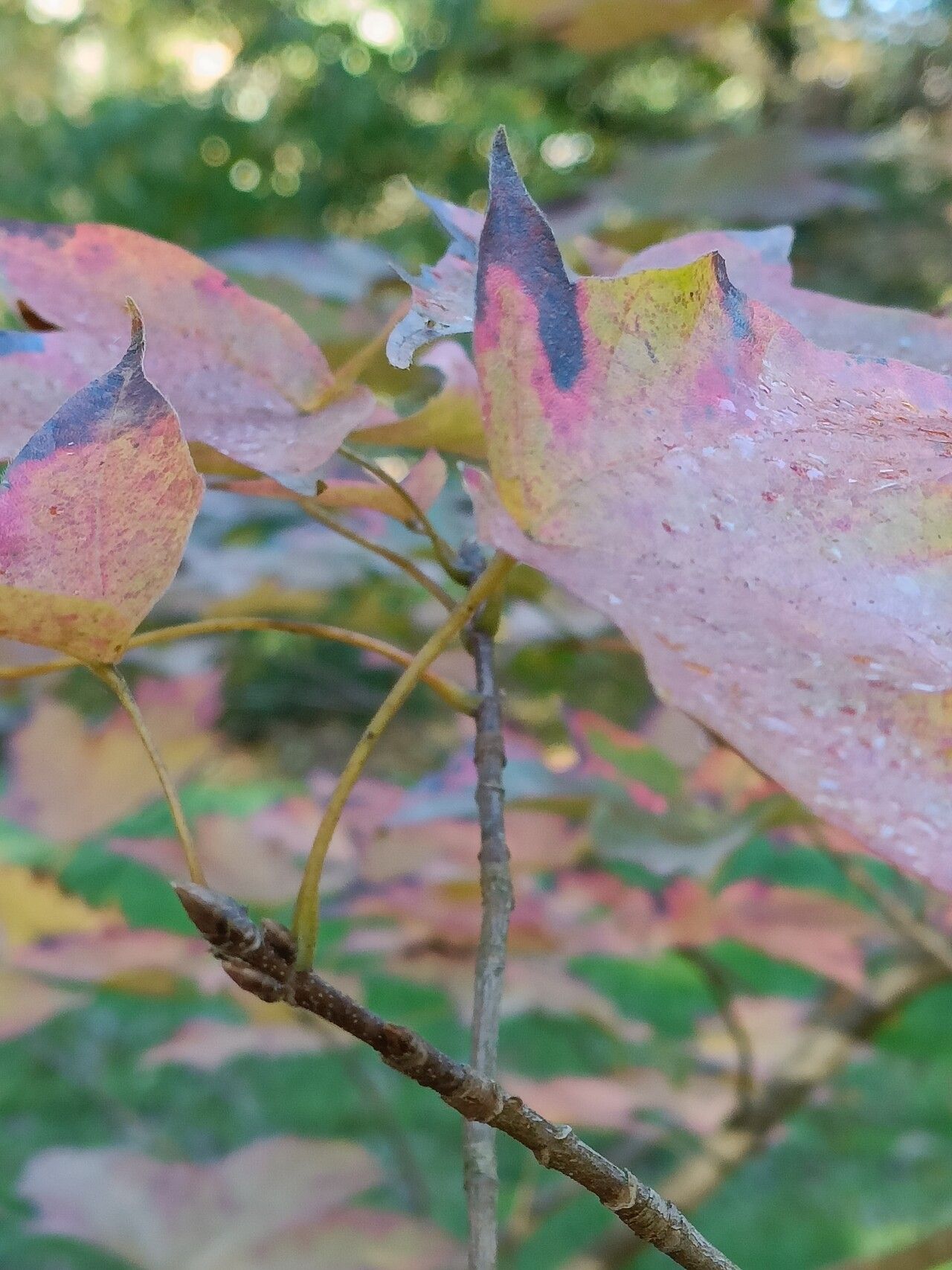 Acer tsinglingense leaf