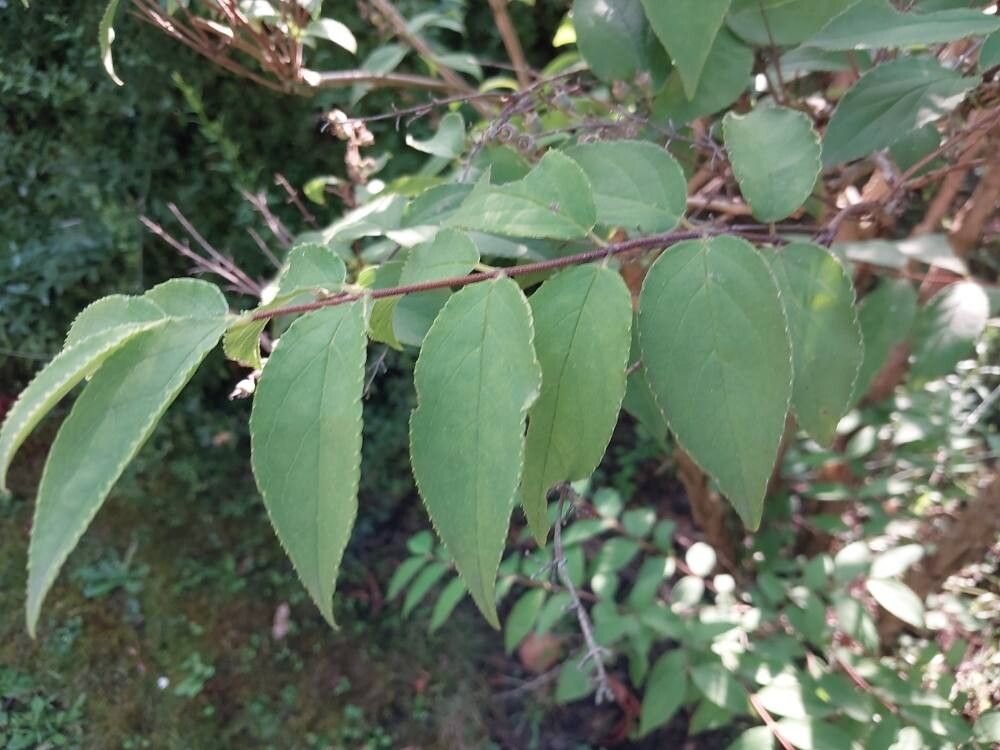 Deutzia taiwanensis — search result for 'Deutzia'
