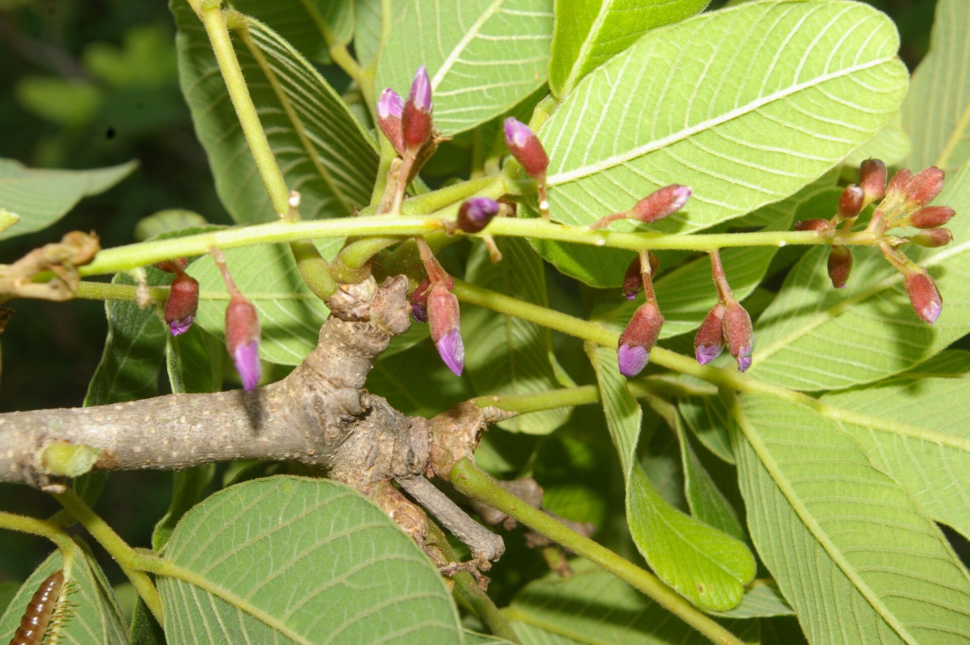 Lonchocarpus phlebophyllus flower
