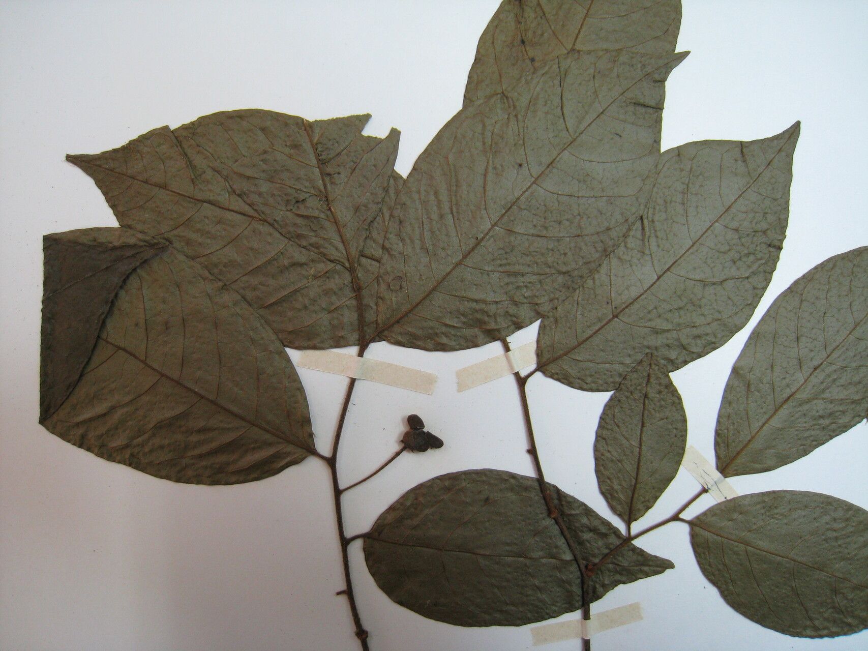 Annona cuspidata other