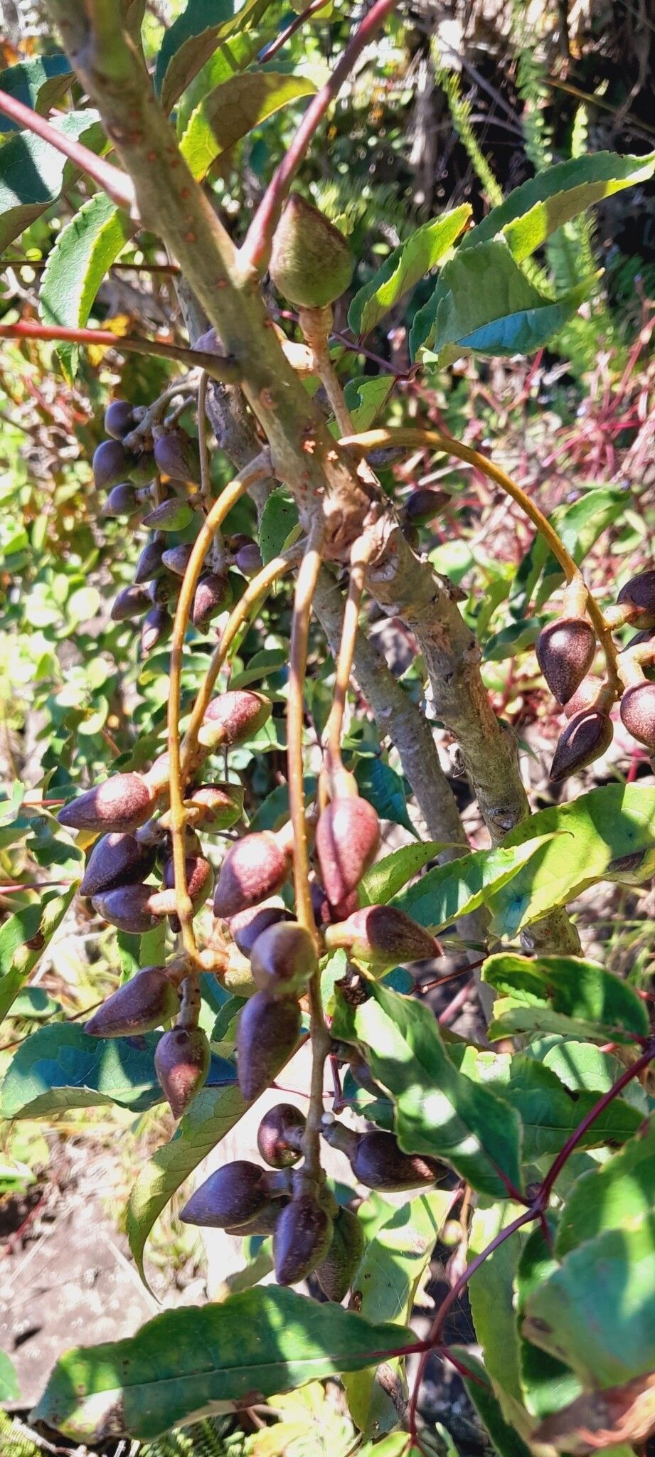 Commiphora fraxinifolia fruit