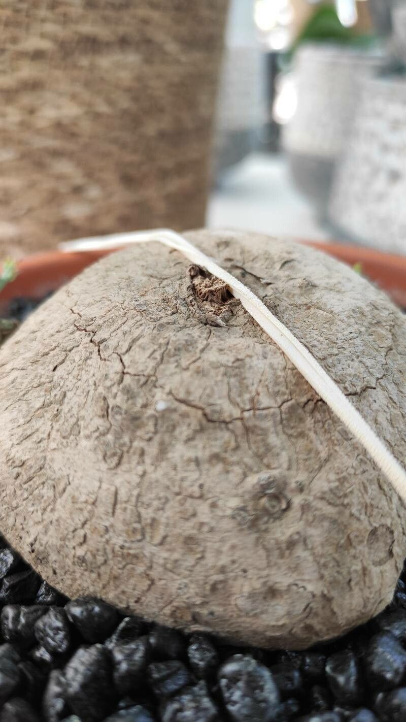 Stephania pierrei other