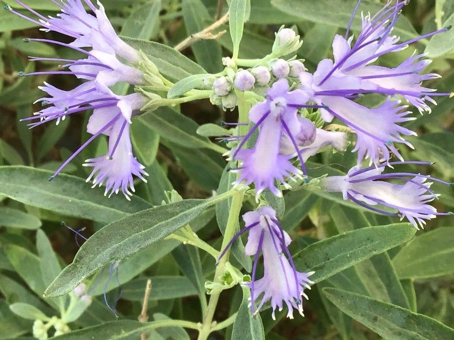 Caryopteris mongholica flower