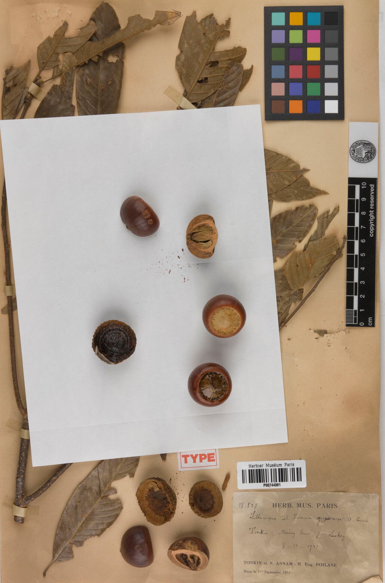 Lithocarpus gymnocarpus — houseplant care guide