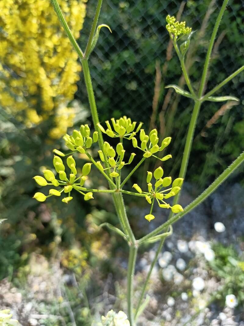 Pastinaca hirsuta fruit
