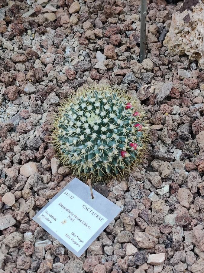 Mammillaria nivosa fruit