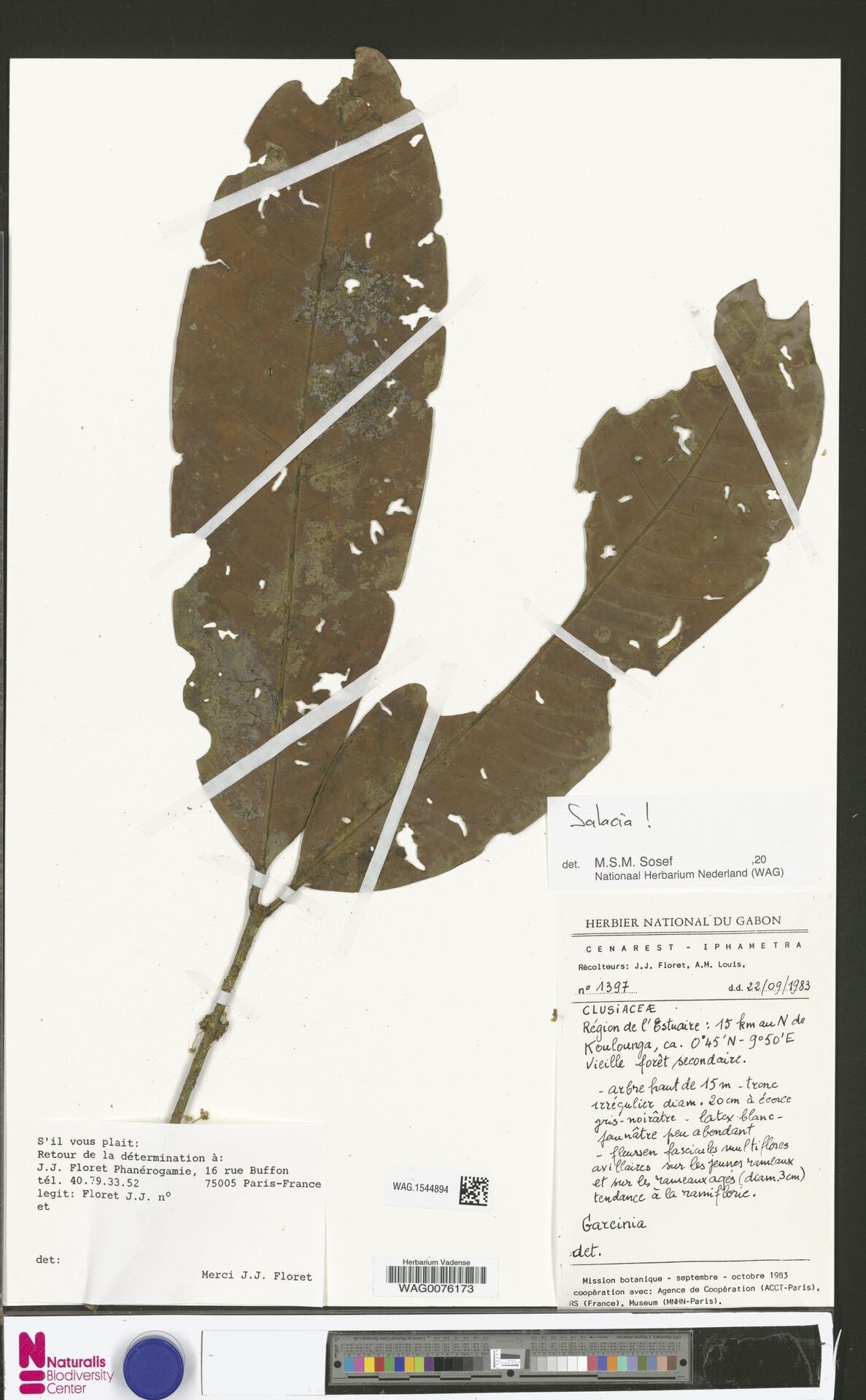 Salacia eurypetala — houseplant care guide