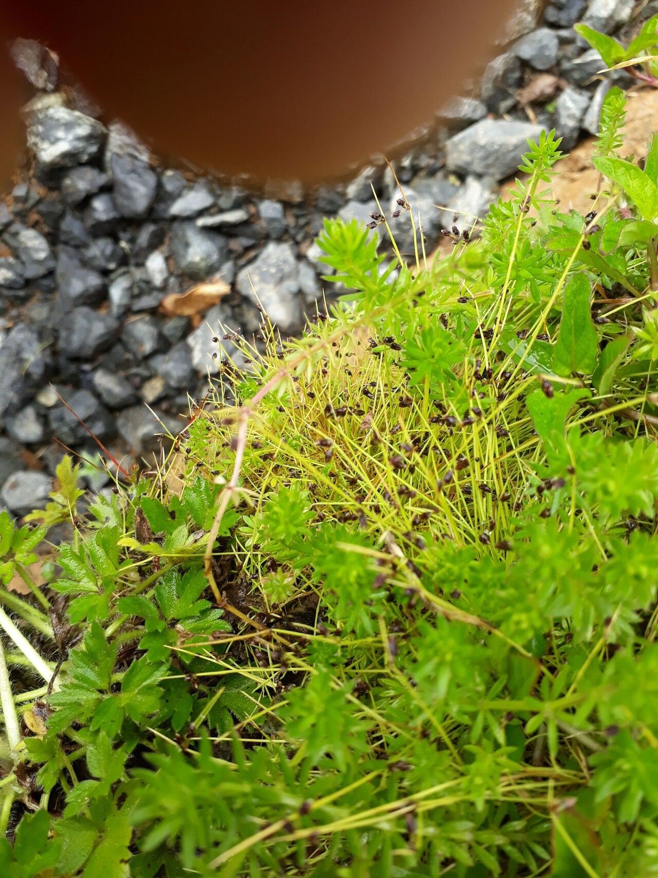 Isolepis sepulcralis habit