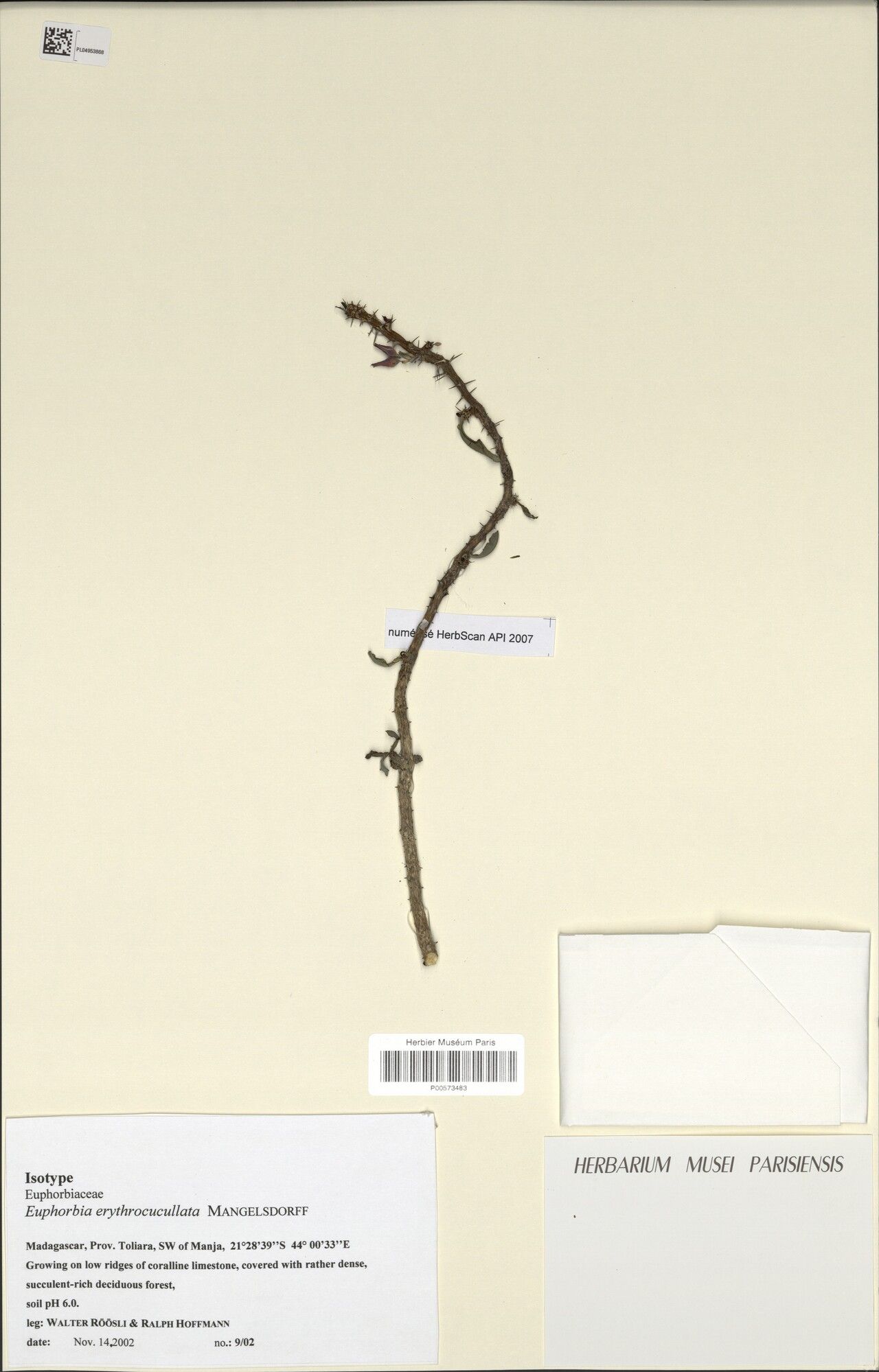 Euphorbia erythrocucullata — houseplant care guide